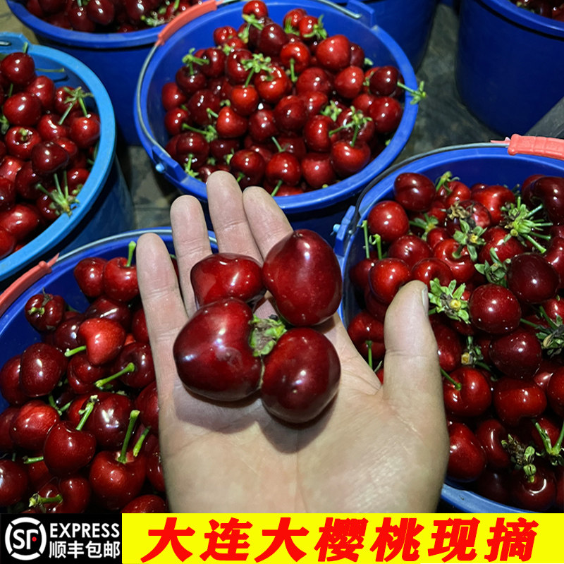 大连樱桃新鲜水果顺丰包邮现货国产美早特大樱桃车厘子礼盒装