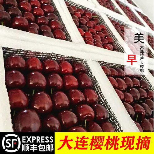 大连美早樱桃4J/5斤顺丰包邮