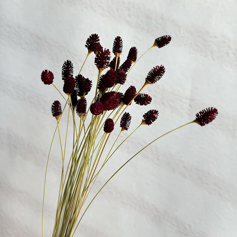 荷兰肯尼亚小众仿真永生花花材地榆真花干花桑葚果现货DIY拍道具