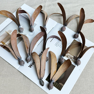 小众会飞 种子东京坡垒龙脑香科金色飞贼植物相框花材相爬藤木