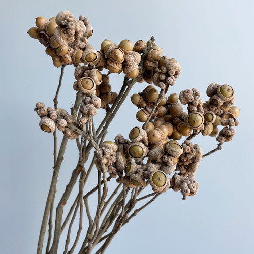 花开云间小橡果复古真花干花