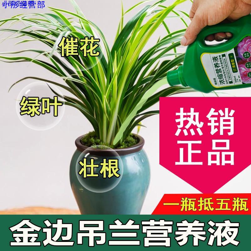 金边吊兰营养液通用型金边吊兰专用营养液花肥绿植水培花卉绿植肥