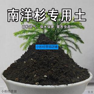 南洋杉专用土南洋杉营养土家用种植土壤家庭盆栽种花养花有机土
