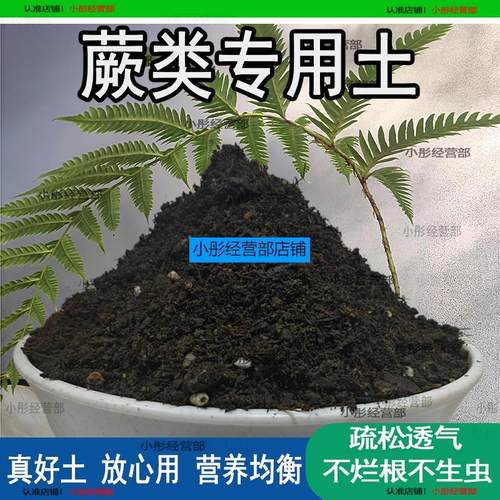 蕨类专用土蕨类植物优质土家用盆栽营养土酸性沙质土壤绿植种植土