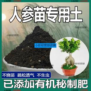 人参苗专用土人参苗土种植土壤营养土盆栽种花泥土透气通用养花土