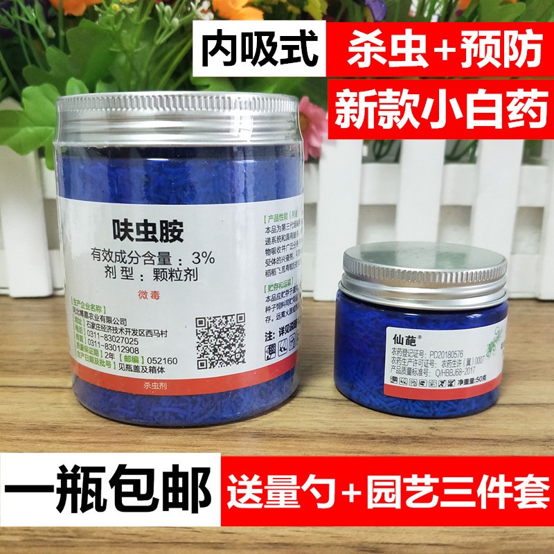 小白药多肉蚧壳虫小黑飞蚜虫