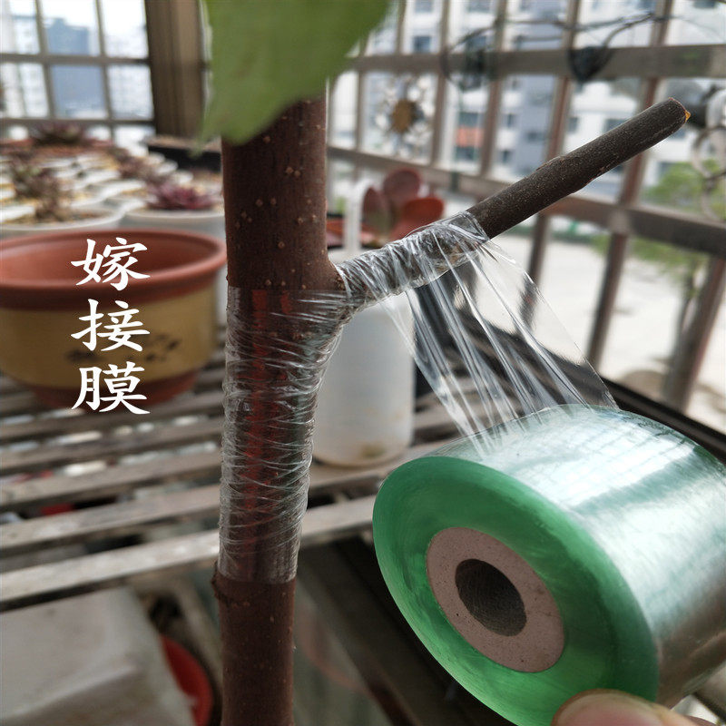 grafting Bandage packing Plastic film grafting Bandage autohesion transparent Wrapping film Fruit tree grafting Dedicated filmin the Flower delivery/Flowers simulation/Plants gardening , Gardening supplies , Other Garden Supplies  category - from Buy2taobao.com to provide professional Taobao agent buy service