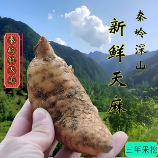 鲜天麻陕西秦岭深山种植现挖现发新鲜天麻煲汤顿火锅食材产地直发