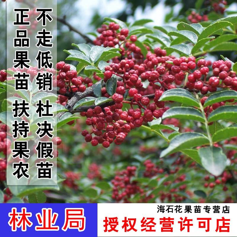 四川大红袍花椒苗当年结果图片