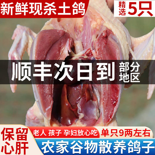 乳鸽子新鲜现杀农家散养土鸽