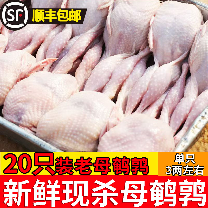 新鲜冷冻大号母鹌鹑肉
