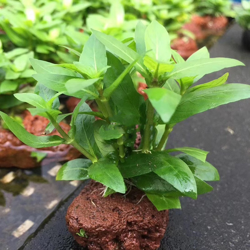 懒人入门水草造景套餐 水榕沉木水族箱水草鱼缸 水草莫斯鱼缸装饰