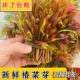 香椿新鲜蔬菜野外自然生长老树香椿芽春菜红油椿菜芽头茬 包邮 四季