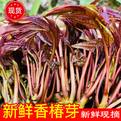 四季香椿新鲜蔬菜野外生长头茬老树香椿苗春菜红油香椿菜芽头嫩叶