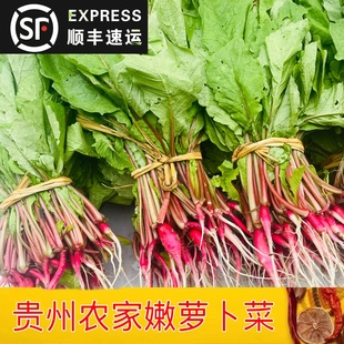 贵州农家青菜新鲜萝卜菜红白萝卜苗叶菜萝卜樱子辣菜时令蔬菜现摘