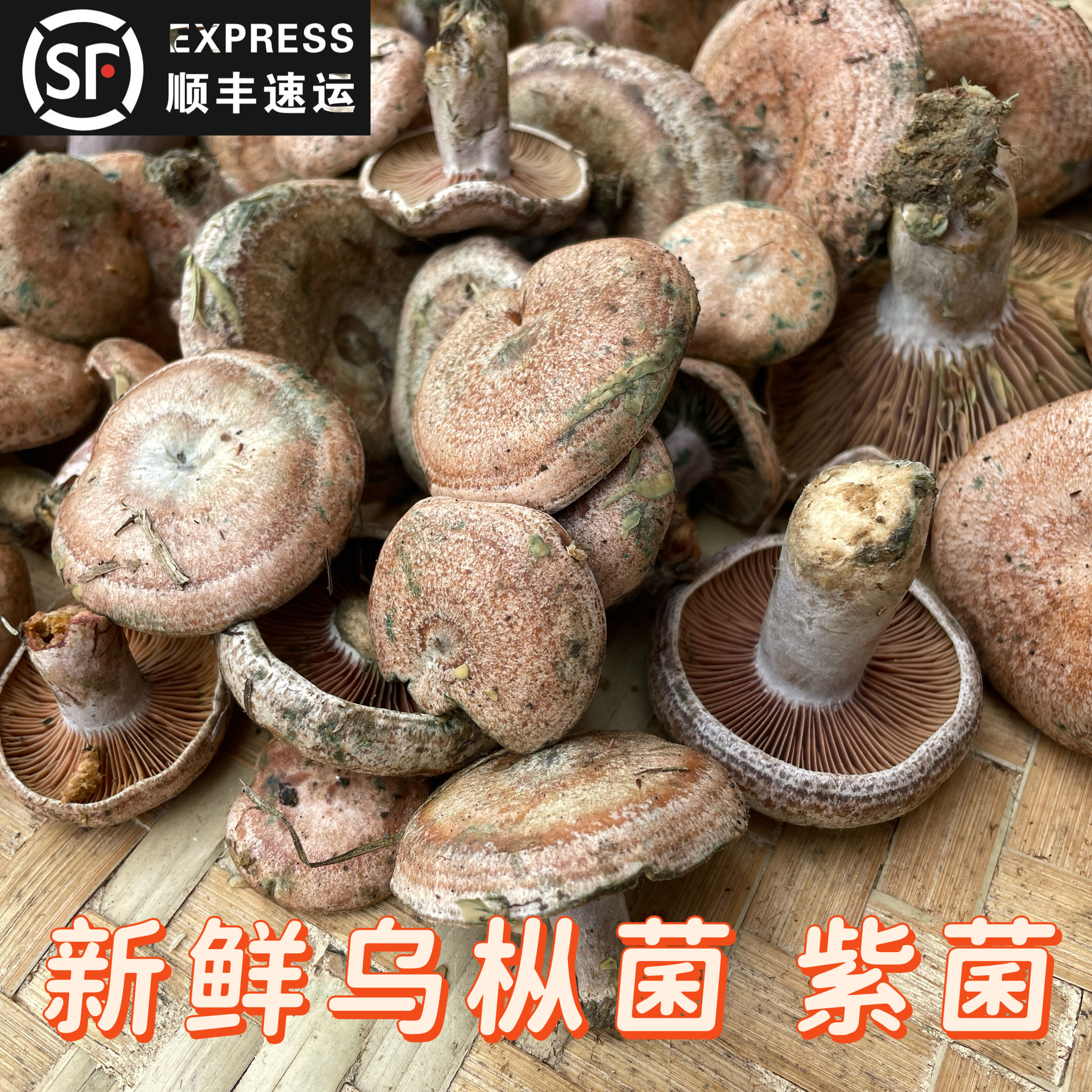 新鲜菌菇枞树菌九月香菌