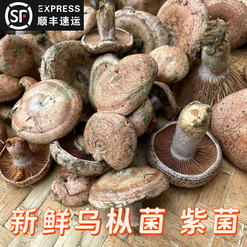 新鲜菌菇枞树菌九月香菌