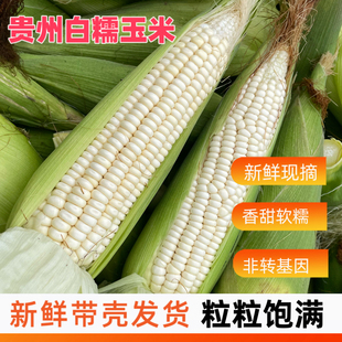 贵州特产新鲜白糯玉米现摘玉米棒子农家笨玉米甜包谷孕妇苞谷水果