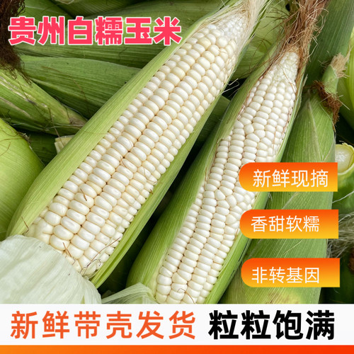 贵州带壳糯包谷玉米棒子非转基因