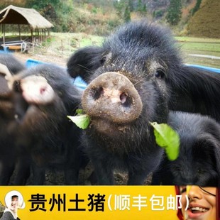 贵州农家粮食喂养散养土猪肉带皮笨猪肉新鲜三层肉带骨五花肉排骨