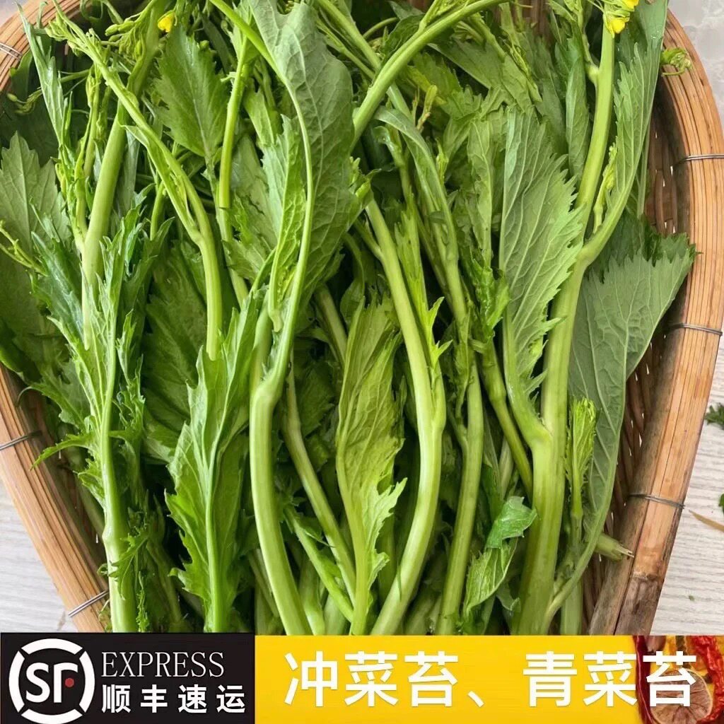 贵州农家自种青菜苔辣菜冲菜苔新鲜蔬菜现摘现发当季可做泡菜冲菜