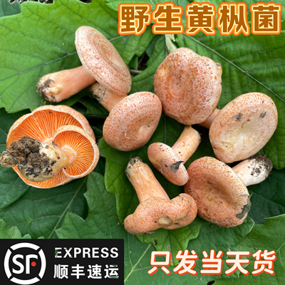新鲜菌菇枞树菌九月香菌