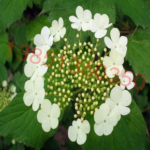 天目琼花树苗 花开似雪 天目琼花苗 树态清秀叶形美丽 琼花苗