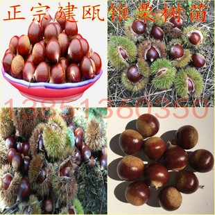 优质板栗树苗 建瓯锥栗树苗乌壳长芒锥栗苗 榛子树苗锥栗包邮