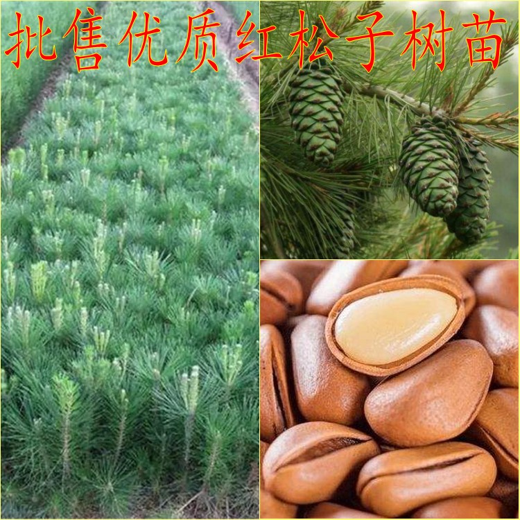 坚果树苗果松苗东北红松