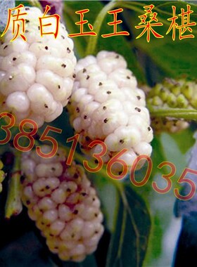 优质桑树苗 白玉王桑葚苗 白玉王果桑苗白玉王桑葚树苗白桑椹苗