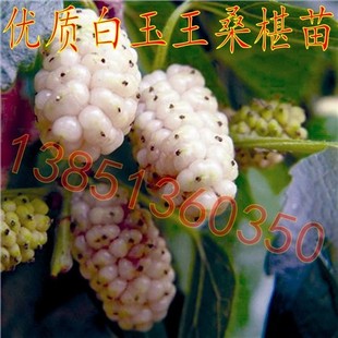 优质桑树苗 白玉王桑葚苗 白玉王果桑苗白玉王桑葚树苗白桑椹苗