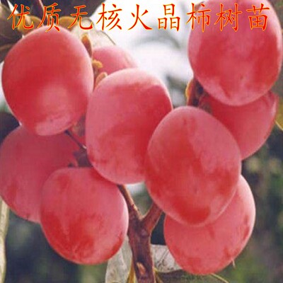 庭院果树苗矮化柿树苗火晶柿