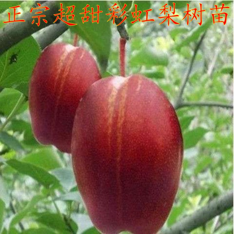 优良品种红梨树苗正宗彩虹梨树苗超甜彩虹梨苗矮化梨树苗全国适应
