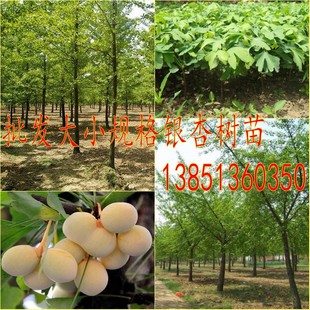 批售银杏树小苗直销大规格银杏树苗银杏基地白果树苗嫁接银杏树苗