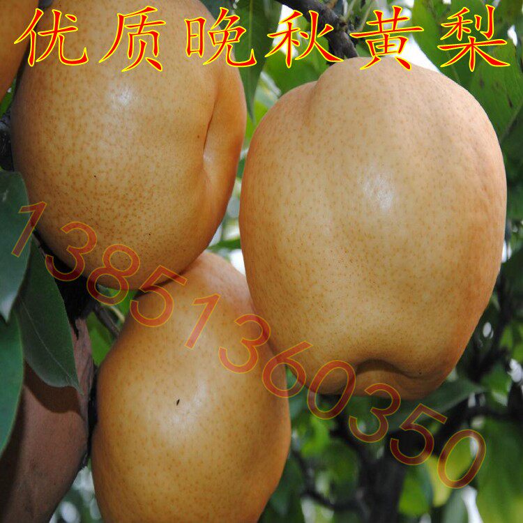 庭院果树苗晚秋黄梨树苗 矮化黄梨苗晚熟品种结果早梨树树苗