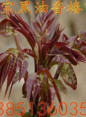 庭院植物盆栽香椿树苗