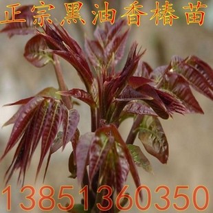 庭院植物 正宗黑油香椿树苗 优质香椿苗 黑油椿树苗 盆栽香椿树