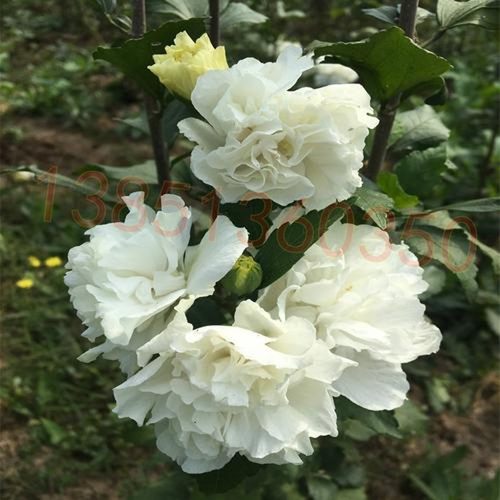 食用白花木槿苗花苗白色树苗