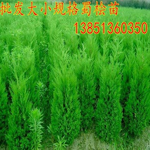 绿化常用塔柏苗清明松树苗四季常青蜀桧苗宝塔松桧柏苗龙柏苗侧柏