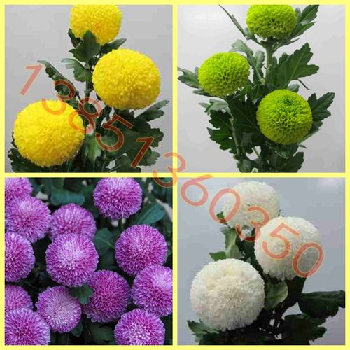 进口品种盆栽花期长乒乓菊包邮