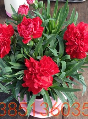 红色康乃馨花苗 紫色康乃馨苗 黄色康乃馨花苗盆栽 一棵包邮