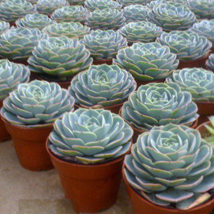 多肉植物石莲花 宝石花 室内绿植 迷你盆栽花卉 桌面植物包邮,鲜花速递/花卉仿真/绿植园艺,多肉植物,淘宝优惠券,粉丝福利购,淘宝优惠卷