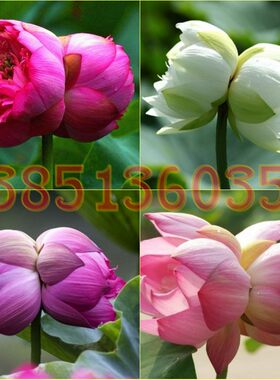并蒂莲水生花卉特价包邮