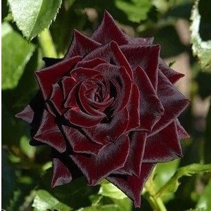 稀有月季花苗 大花浓香型 黑魔法月季苗 黑月季花盆栽 包邮