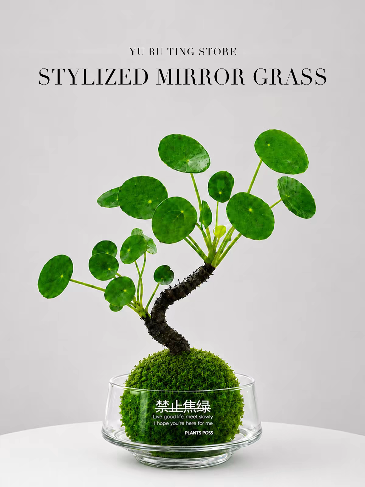 苔藓球镜面草老桩水培苔玉球室内禅意茶桌桌面耐阴观叶绿植盆栽