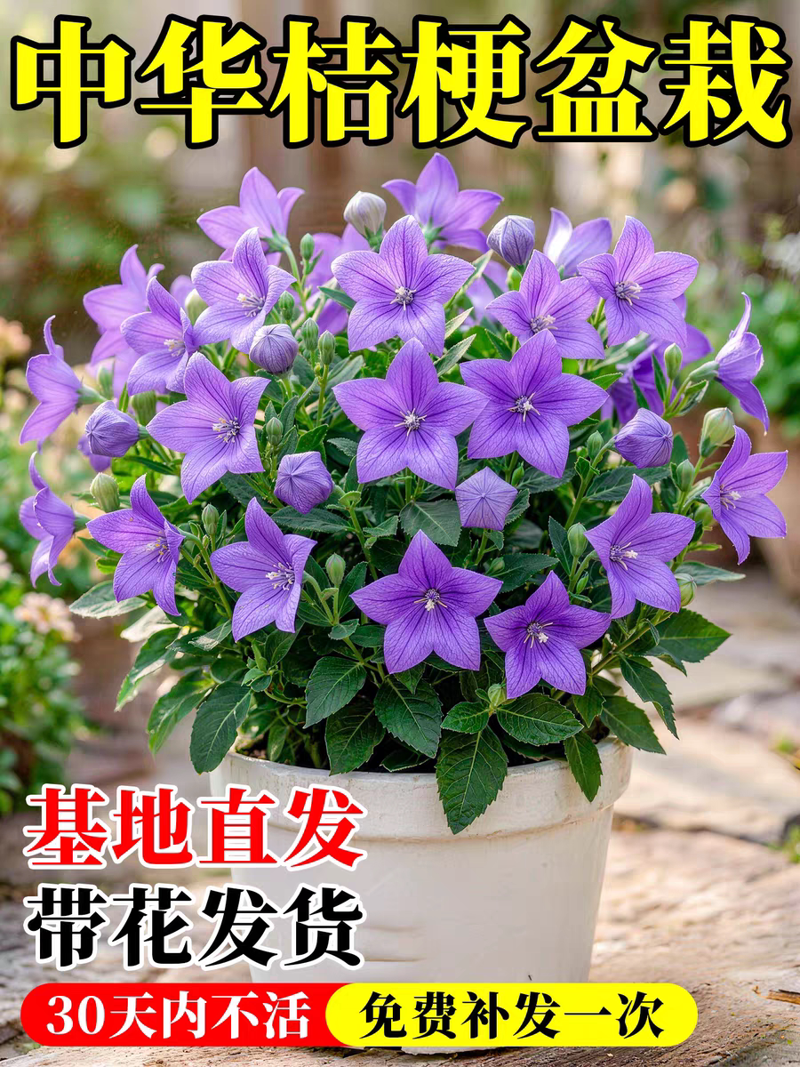 中华桔梗盆栽带花苞多年生耐寒耐热庭院阳台花卉植物四季开花