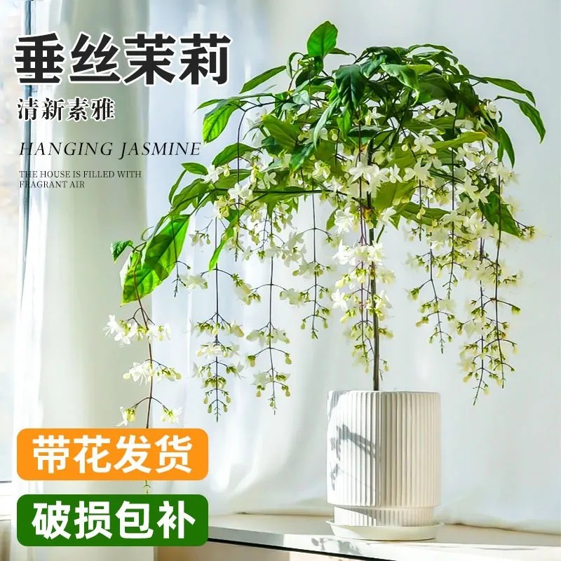 棒棒糖款垂丝茉莉盆栽泰国大苗
