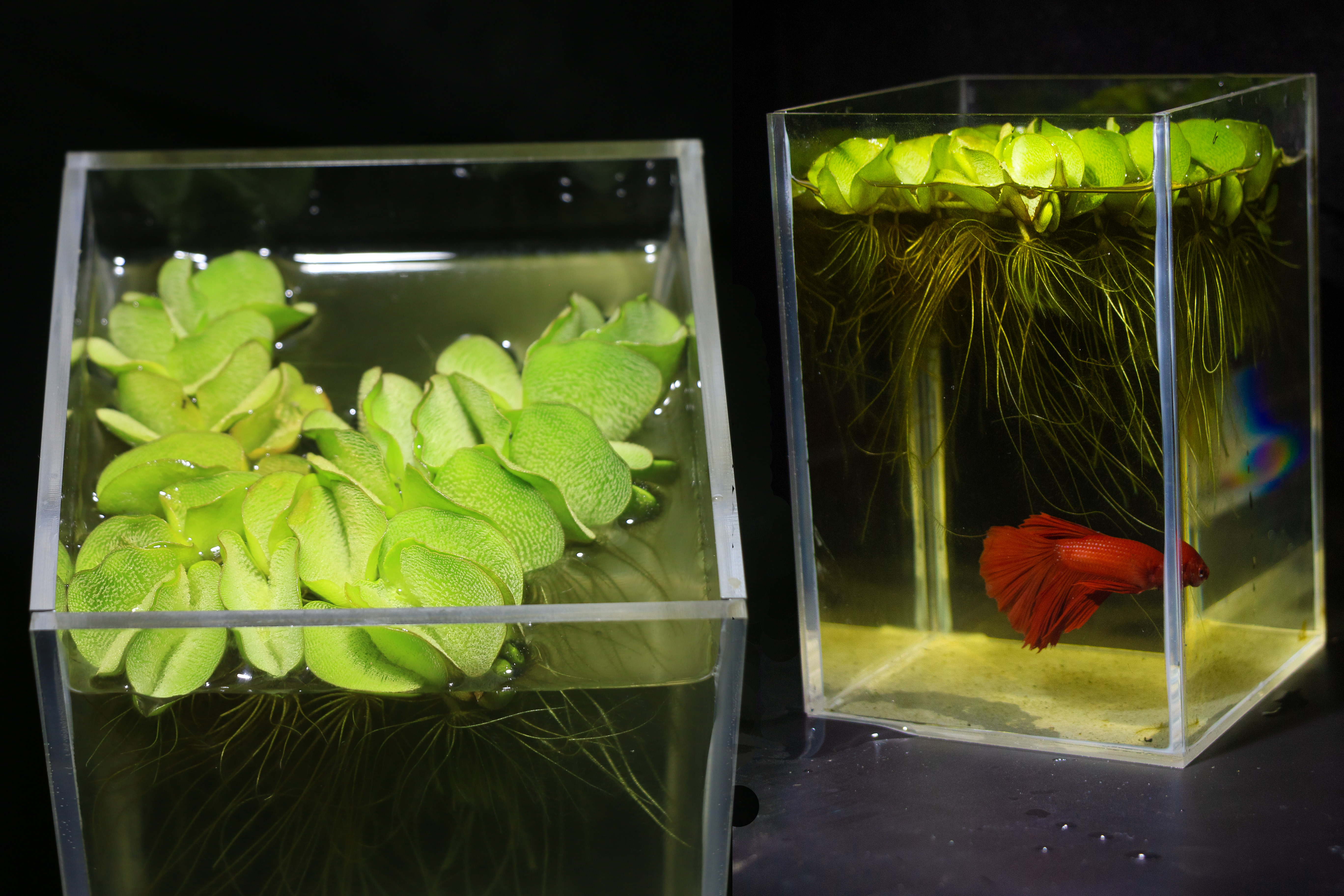 浮萍水草水生植物水面漂浮象耳萍鱼缸桌面净化水质