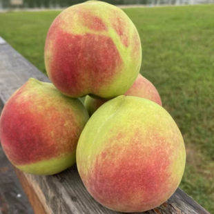 山东寒露蜜桃树苗大青桃金秋红蜜青州蜜脆甜晚熟冬桃雪桃嫁接苗