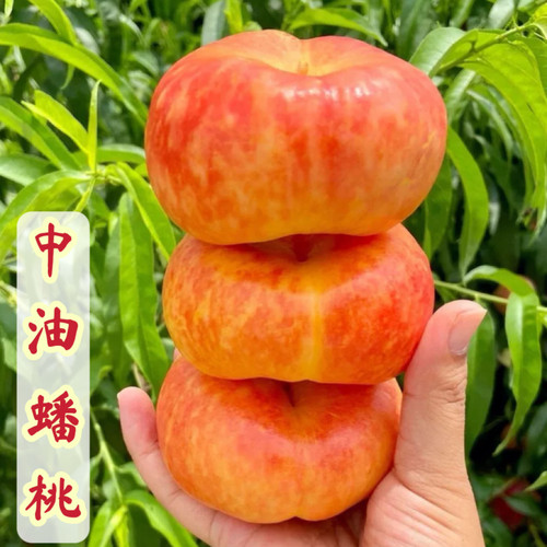 中油蟠9油蟠7-7风味天后黄油蟠桃桃树苗山东嫁接桃树苗彩虹油蟠